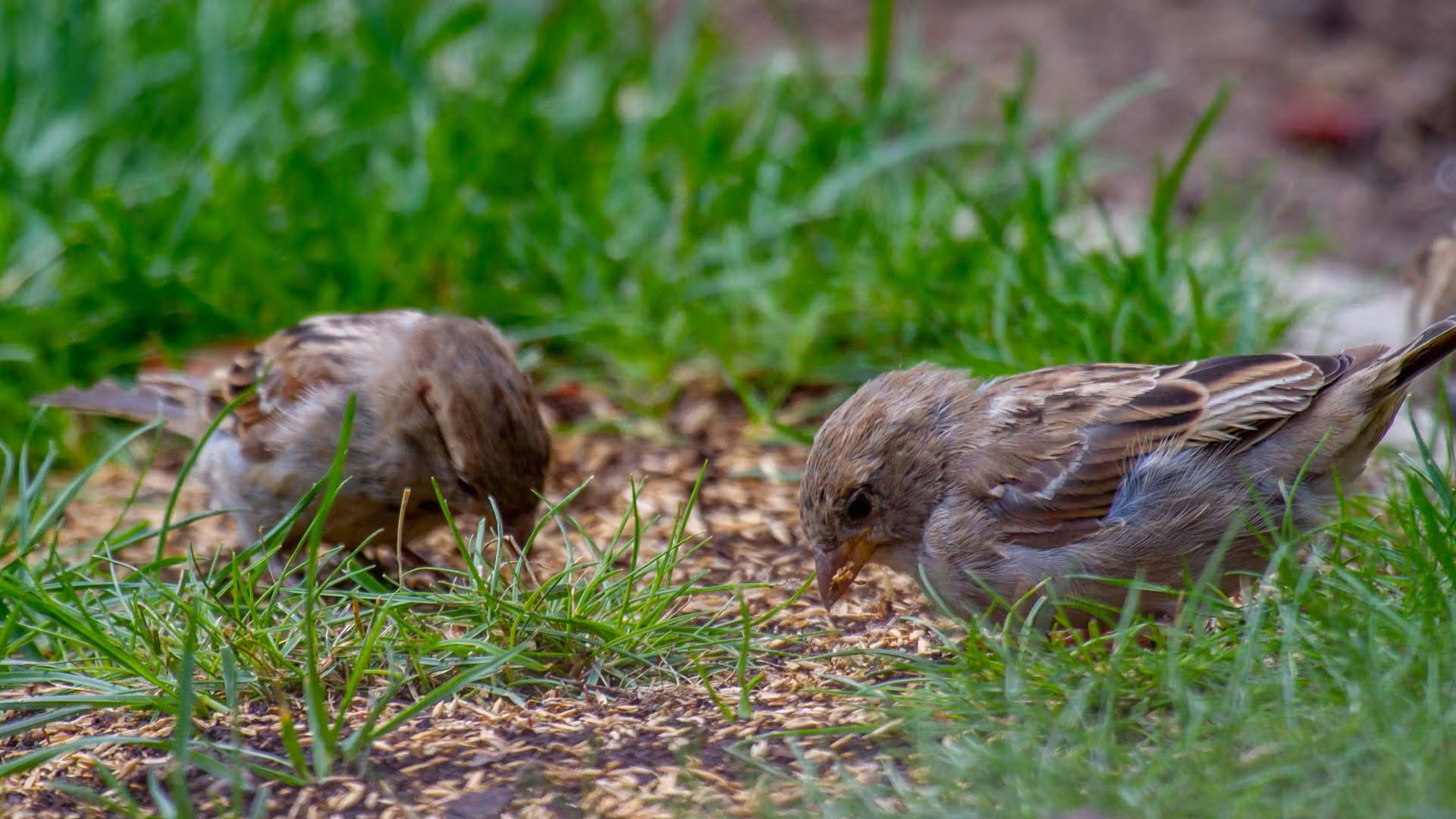 How To Prevent Birds From Eating Grass Seed