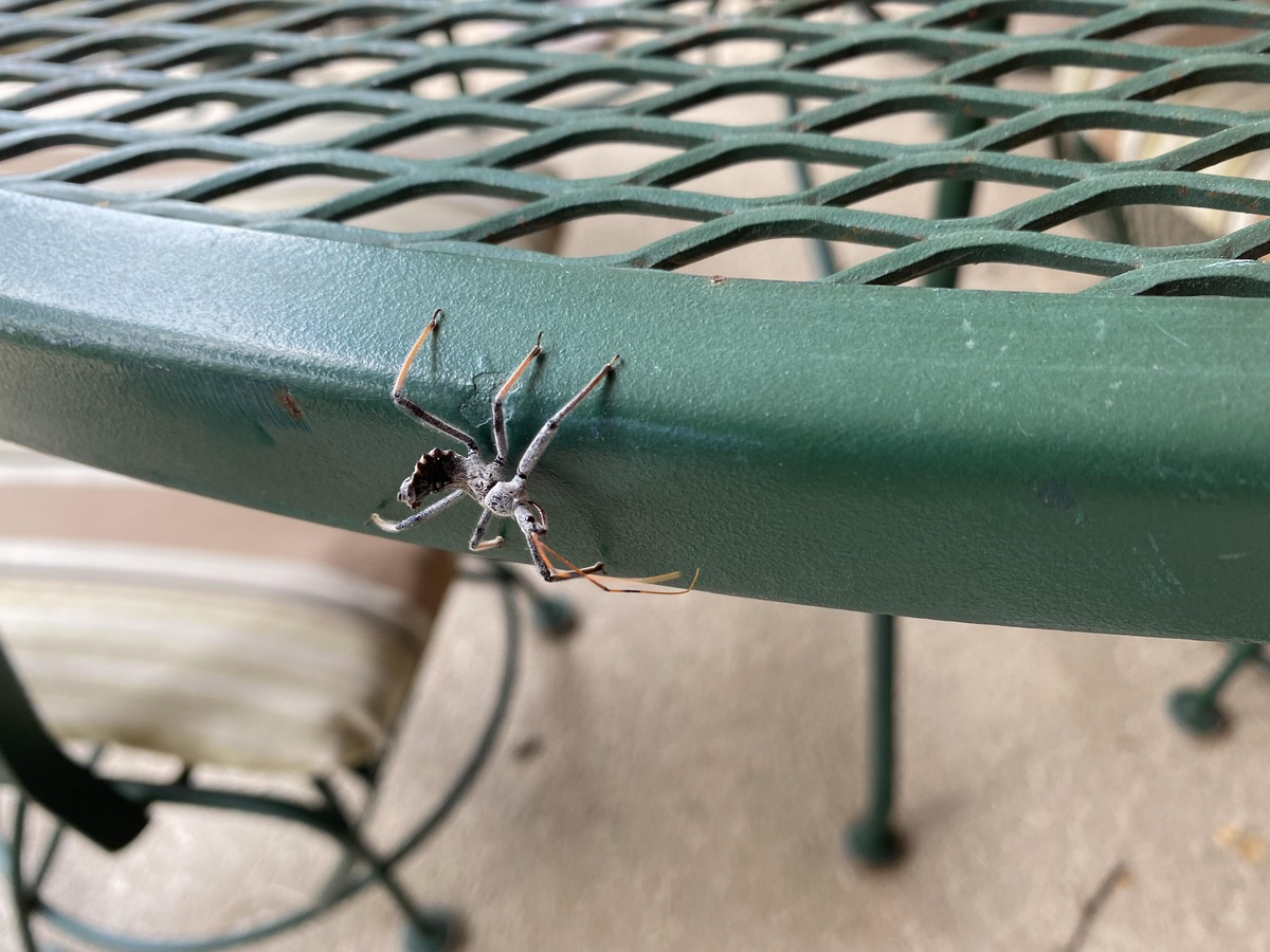 How To Prevent Spiders On Patio Furniture