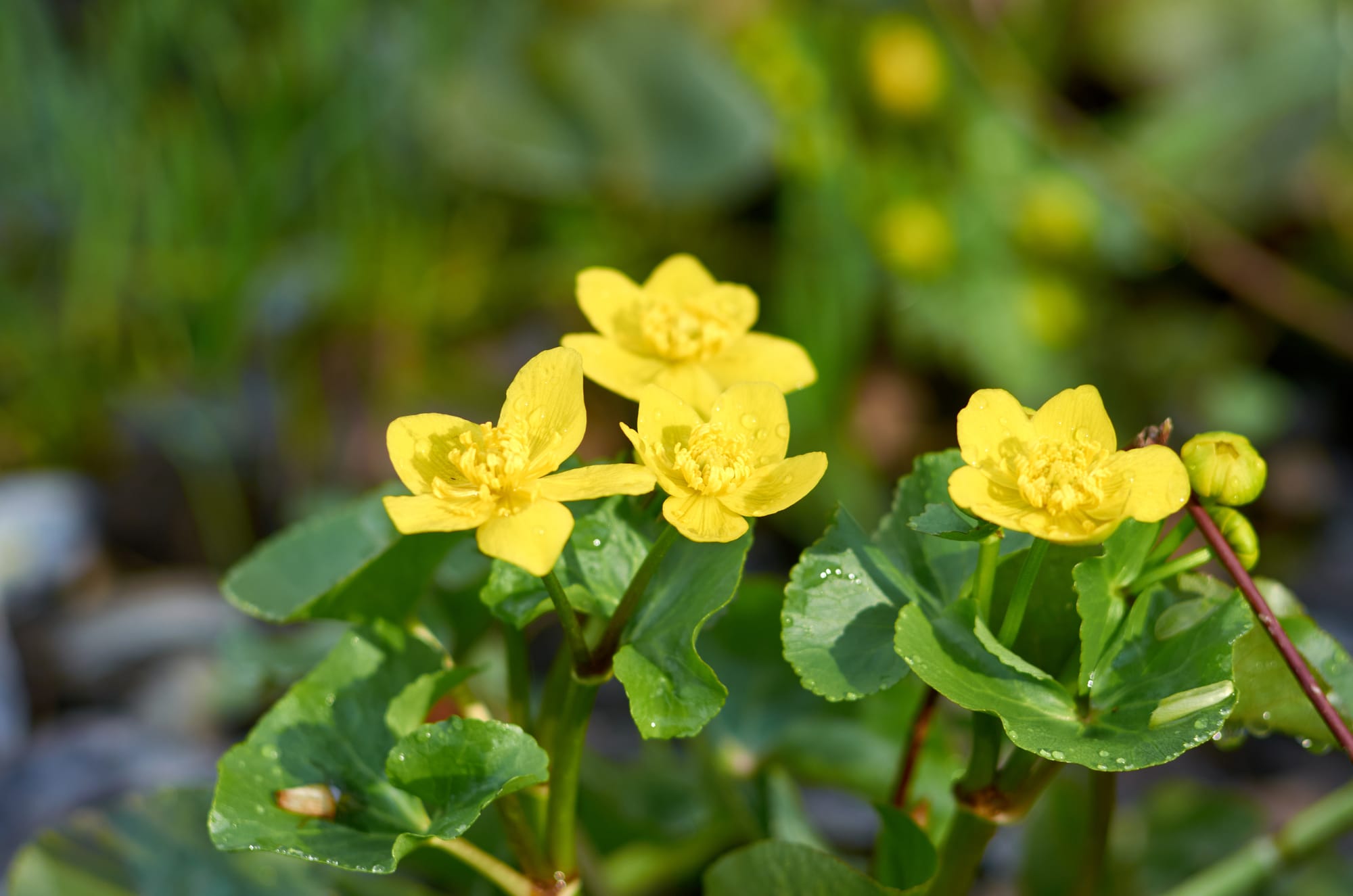 How To Propogate Marsh Marigold Wildflower