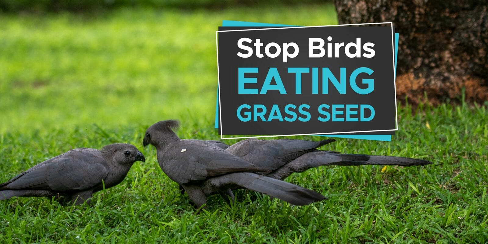 How To Protect Grass Seeds From Birds
