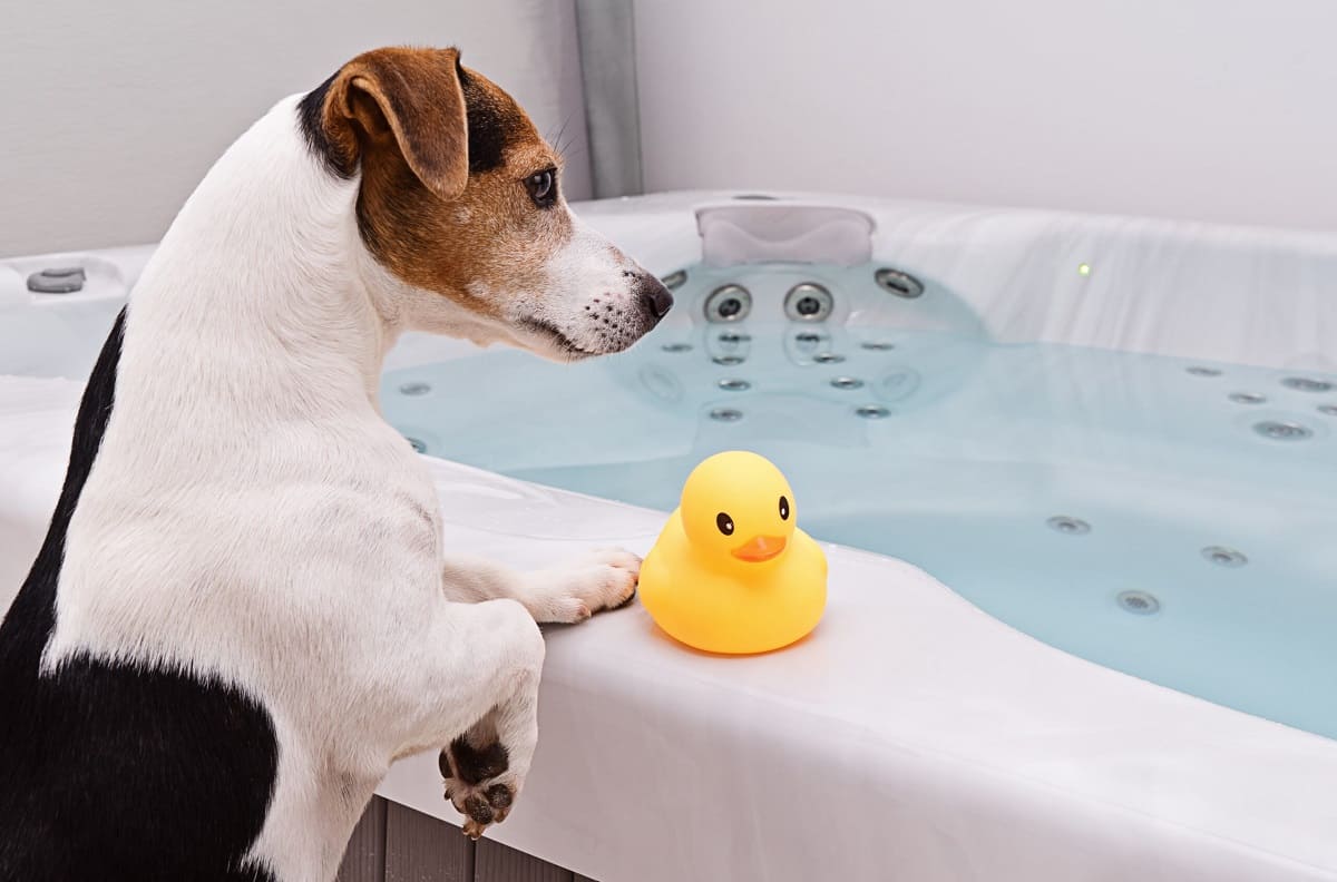 How To Protect Hot Tub From Dogs