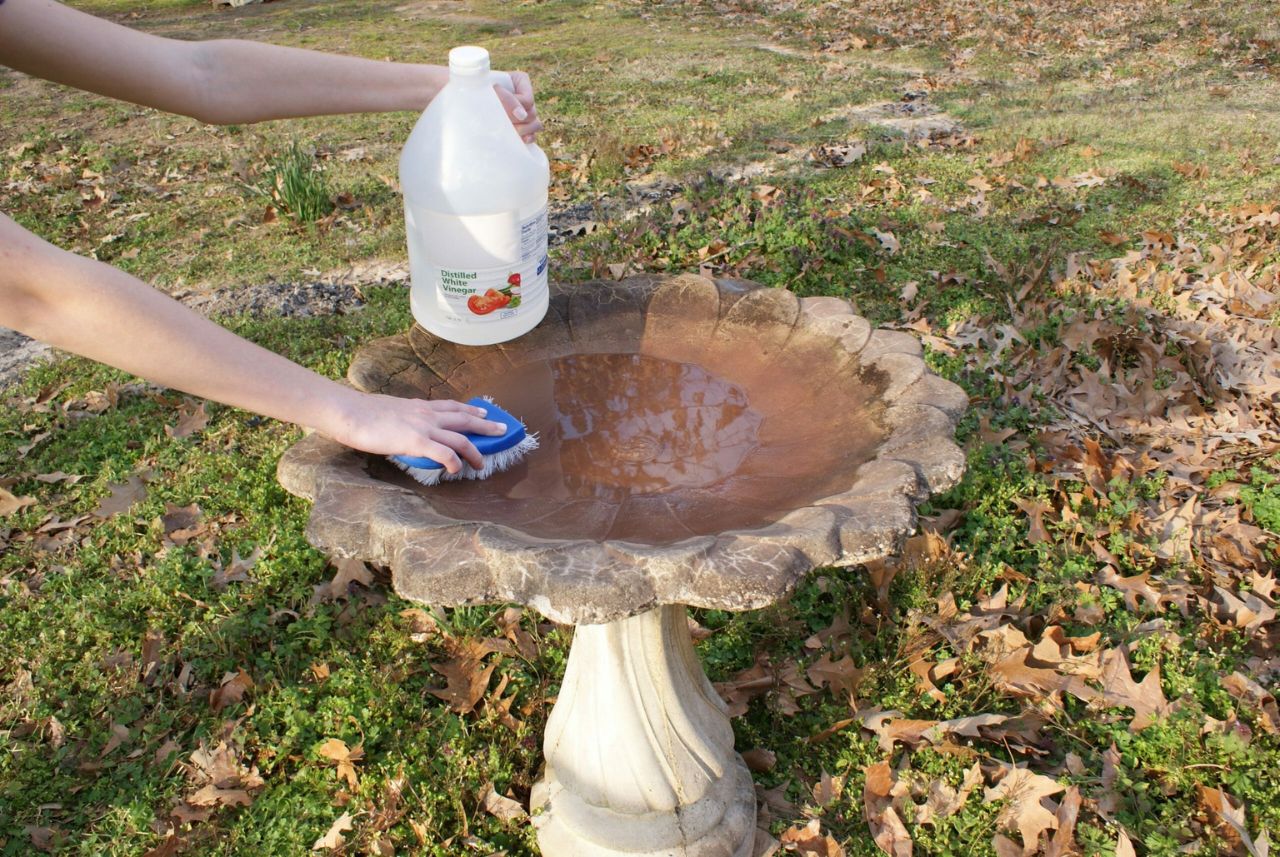 How To Remove Algae From A Water Fountain
