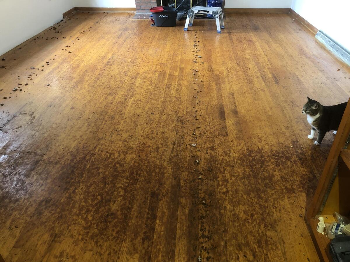 https://storables.com/wp-content/uploads/2023/12/how-to-remove-carpet-pad-from-hardwood-floors-1701678126.jpg