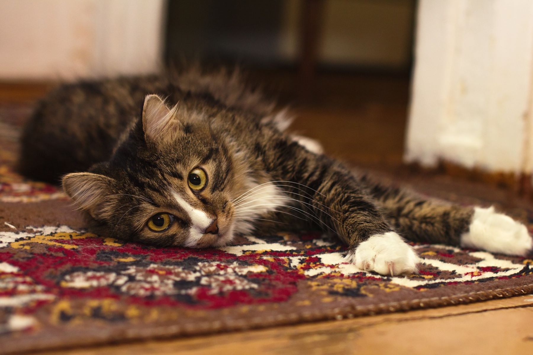 How To Remove Cat Urine Smell From A Carpet