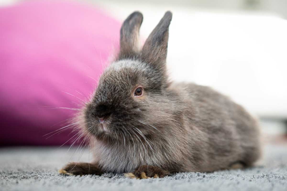 How To Remove Rabbit Urine Smell From Carpet