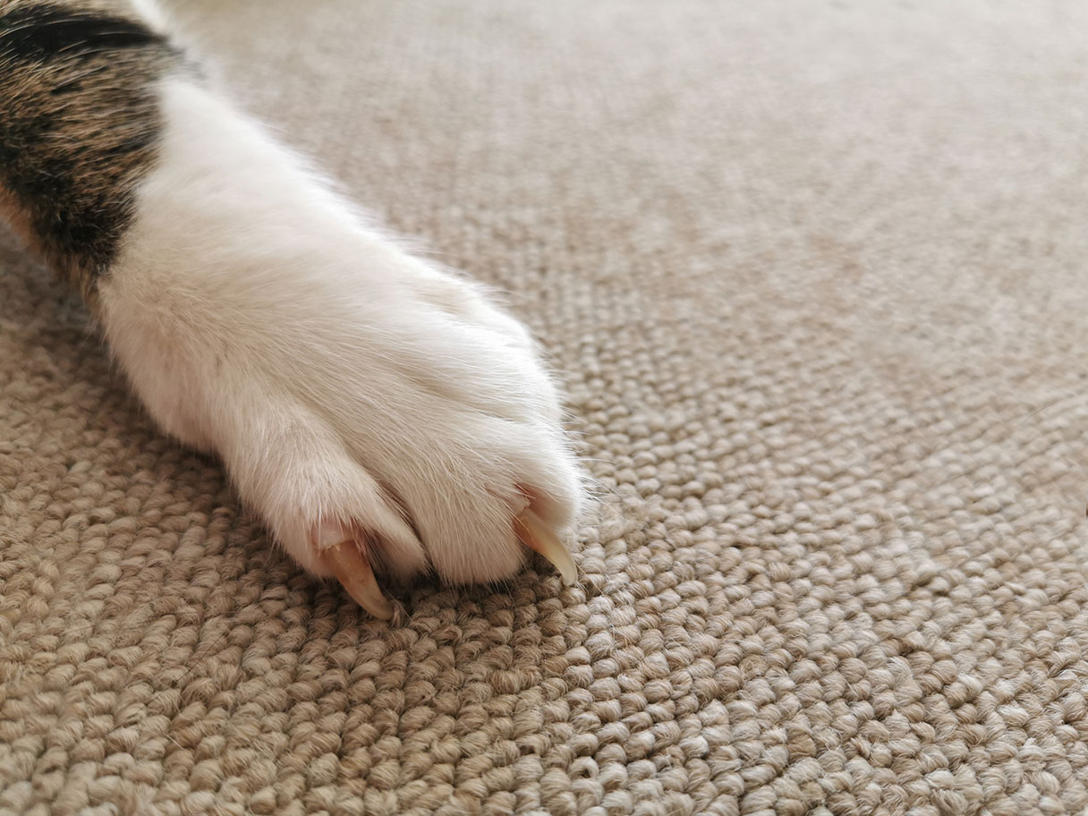 How To Repair A Carpet Damaged By Cats