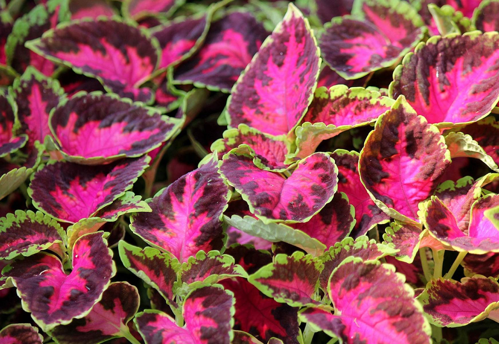 How To Save Coleus Seeds