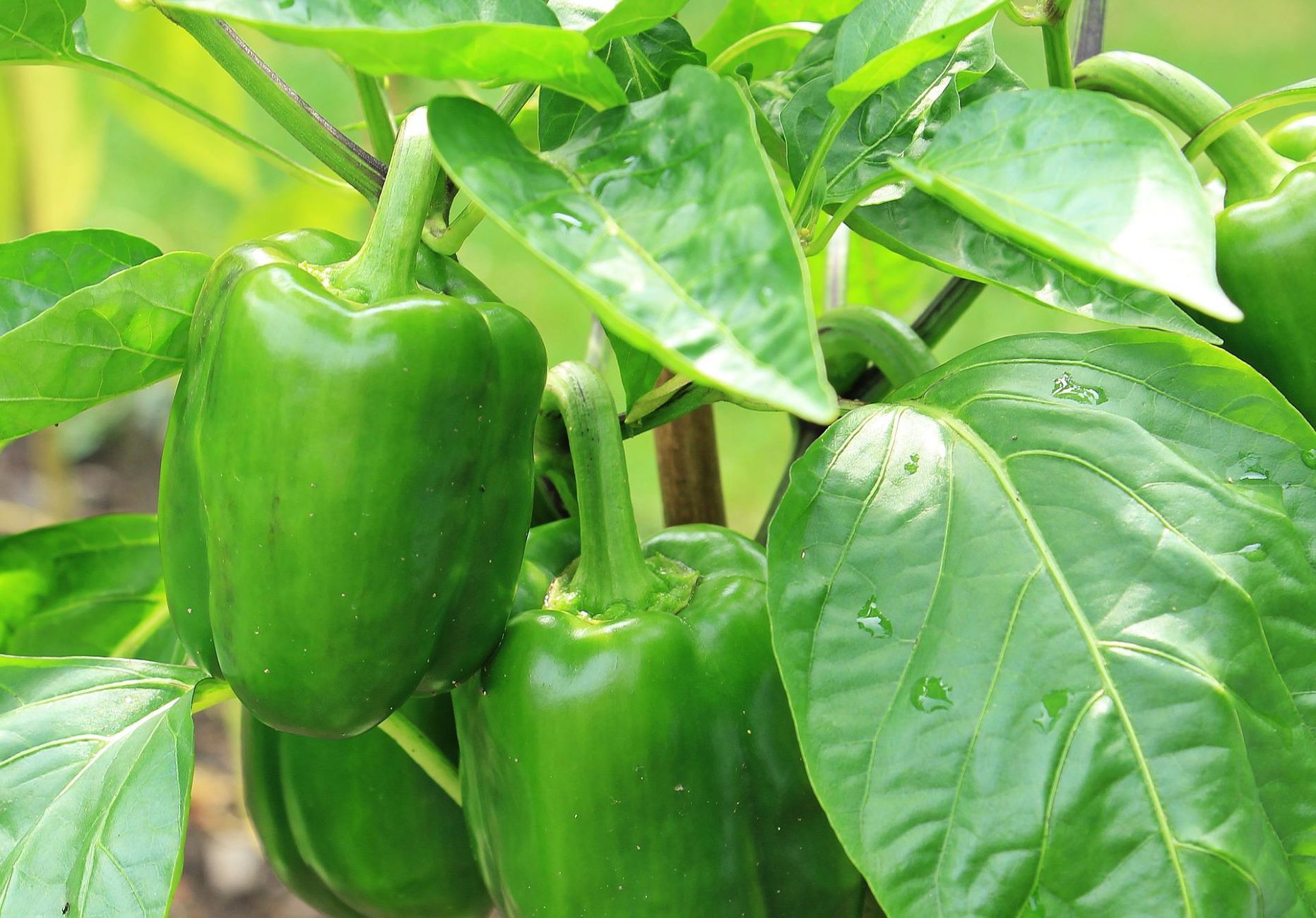 How To Save Green Pepper Seeds