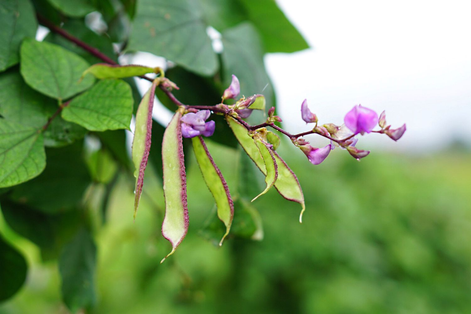 How To Save Hyacinth Bean Vine Seeds