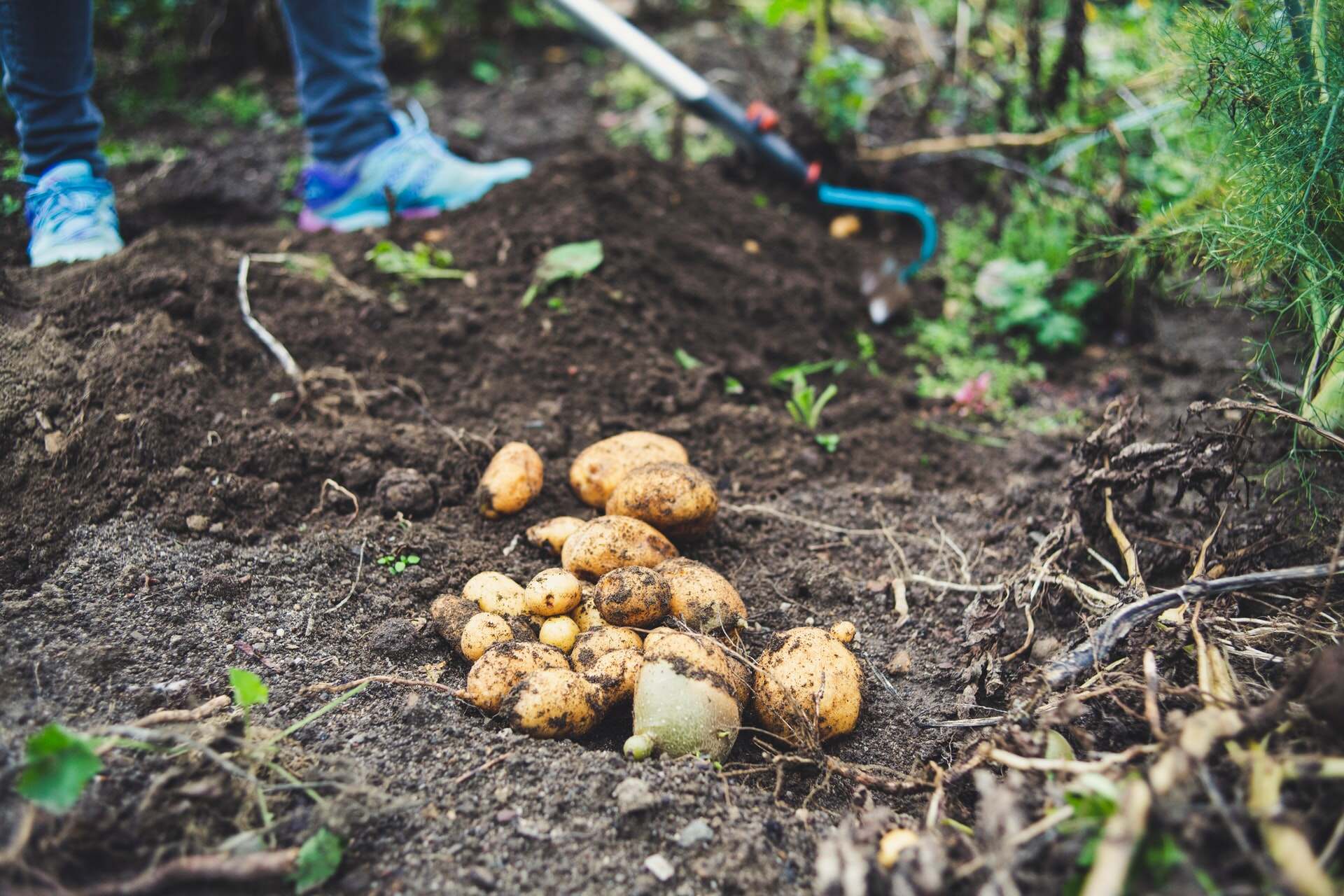 How To Save Potatoes For Seed