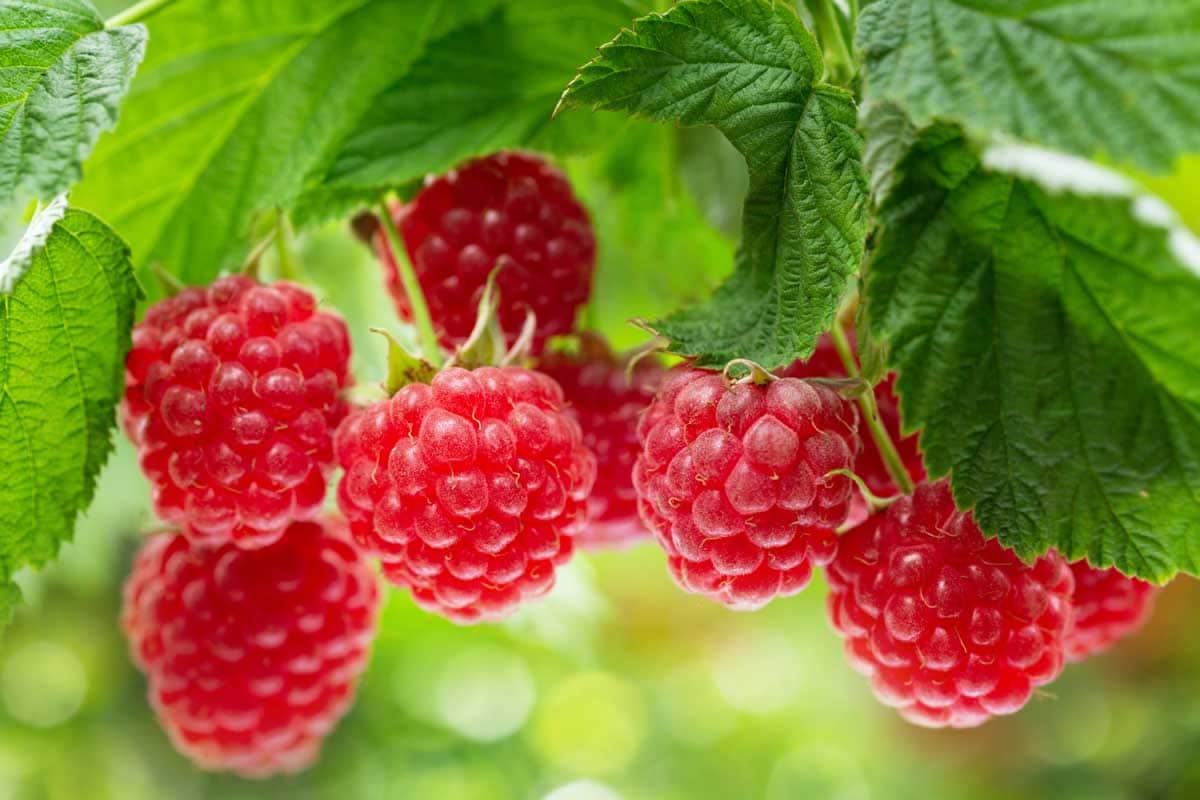 How To Save Raspberry Seeds