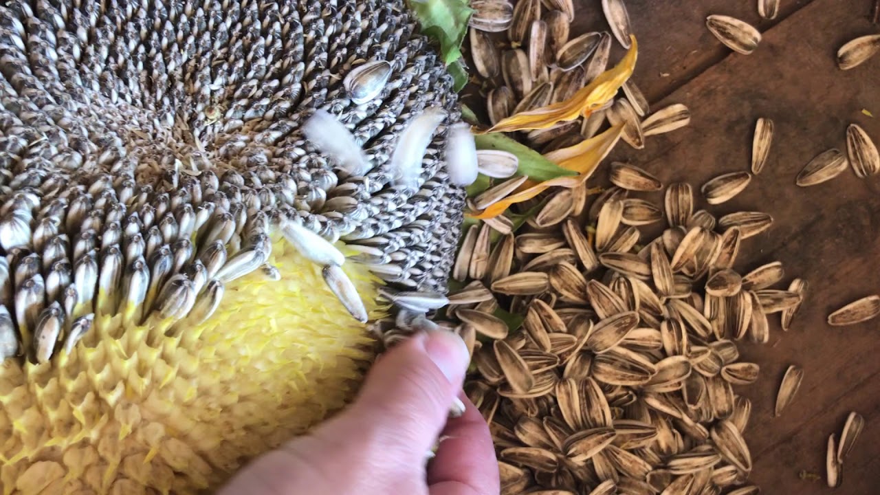 How To Save Seeds From Sunflowers