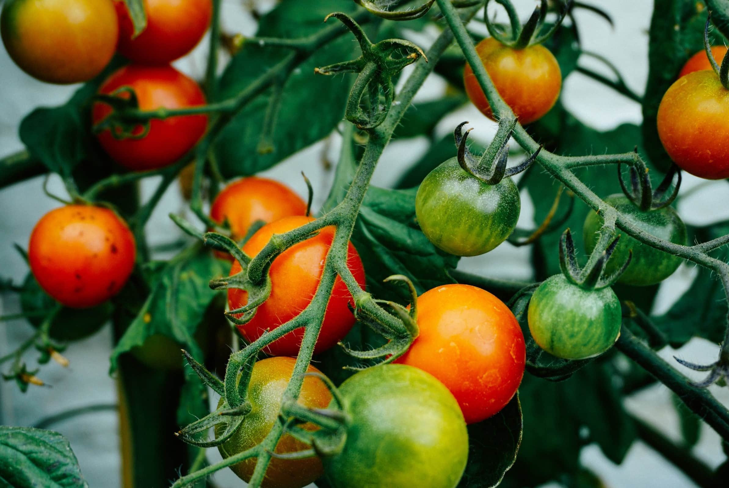 How To Save Tomato Seeds For Next Season