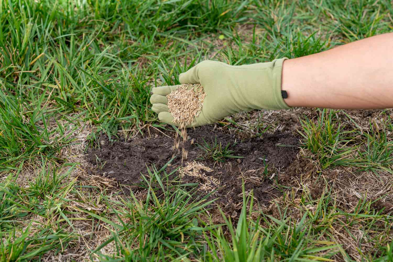 How To Seed Lawn Patches