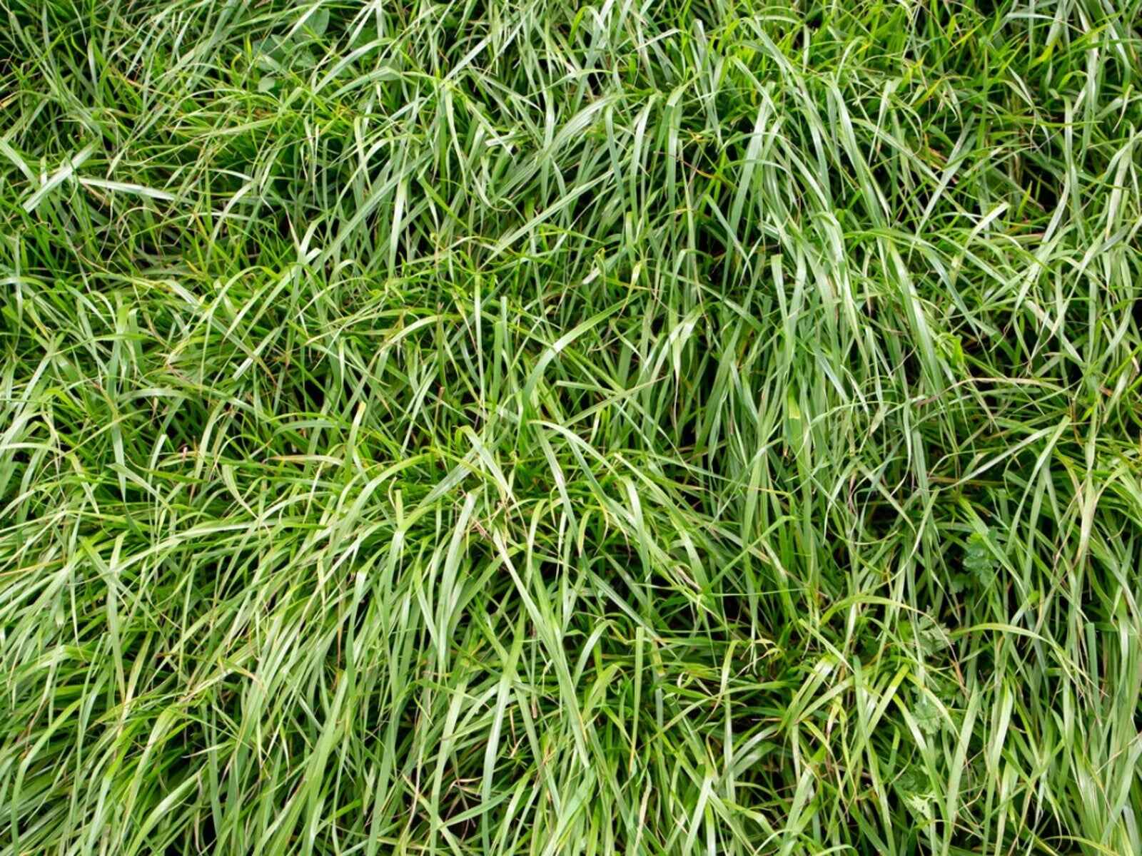 How To Seed Ryegrass