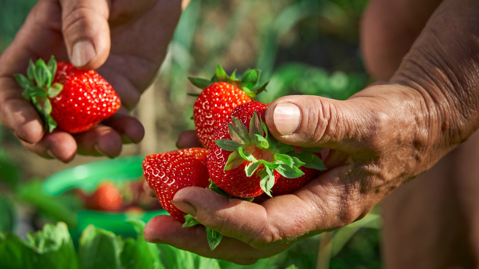 How To Seed Strawberries