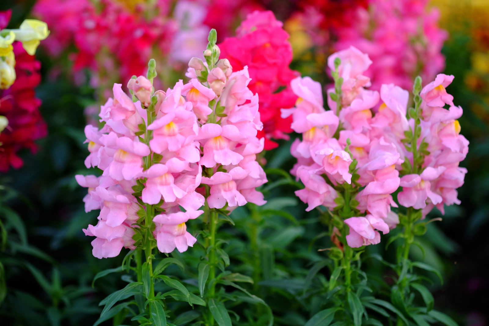 How To Sow Snapdragon Seeds