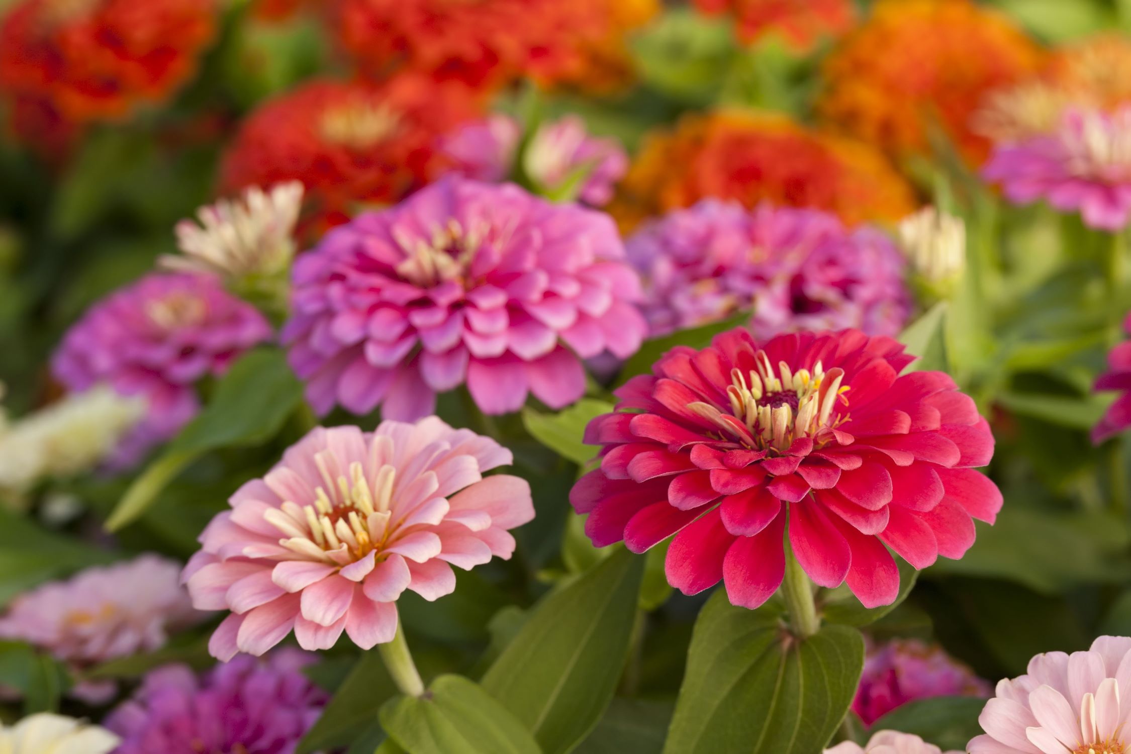 How To Sow Zinnia Seeds Outdoors