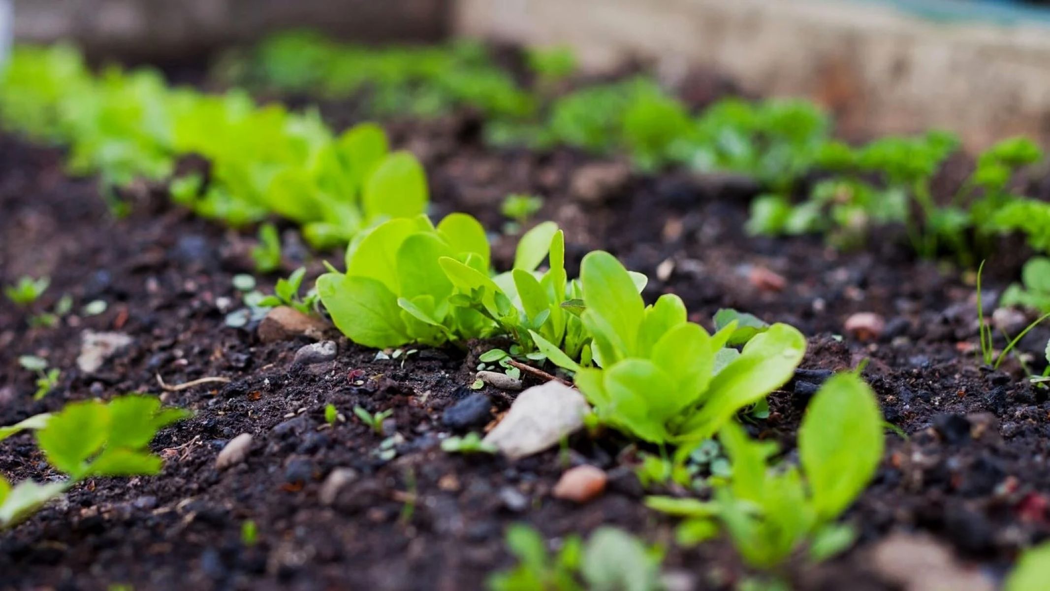 How To Sprout Lettuce Seeds