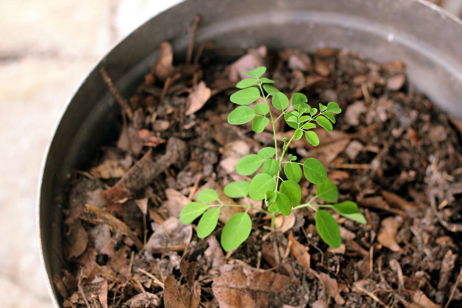 How To Sprout Moringa Seeds