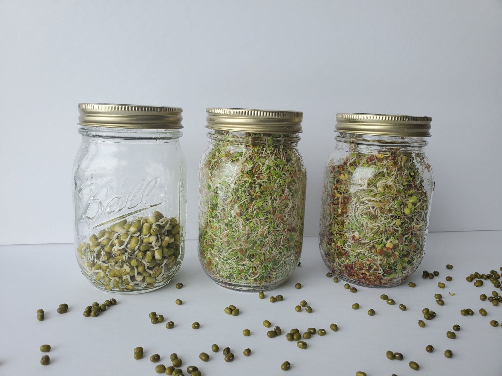 How To Sprout Seeds In A Mason Jar