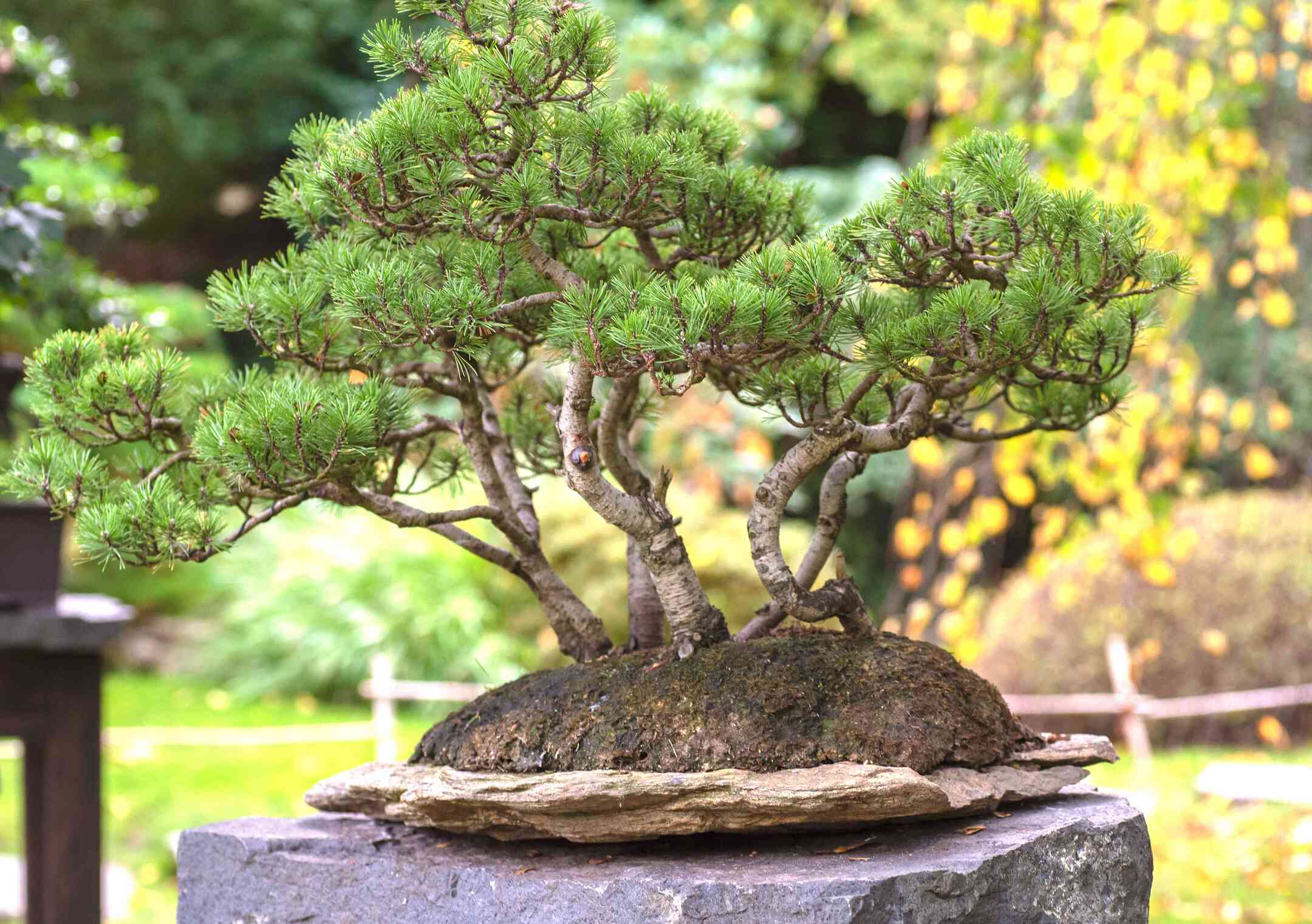 How To Start A Bonsai From Seed