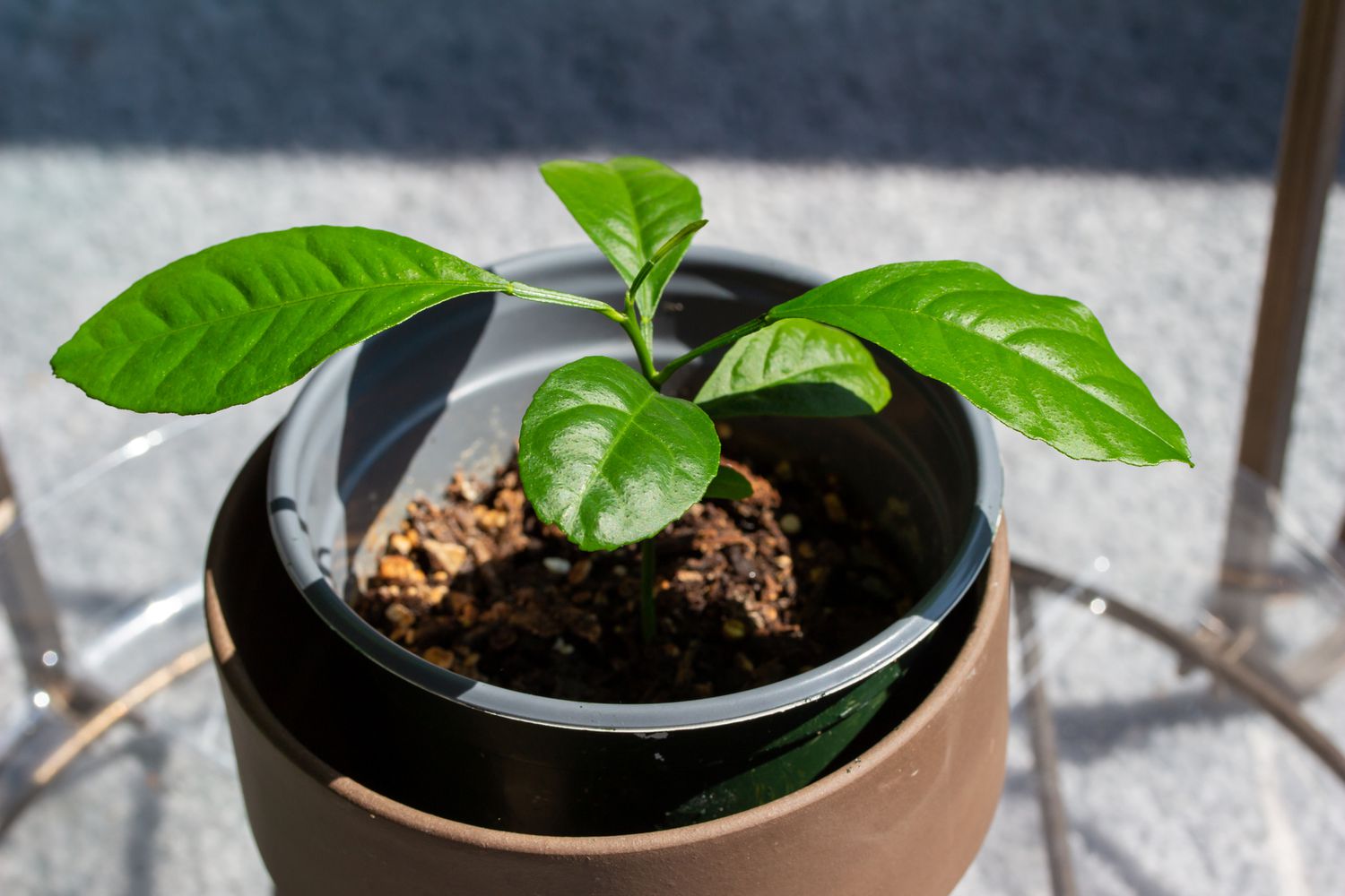 How To Start A Lemon Tree From Seed
