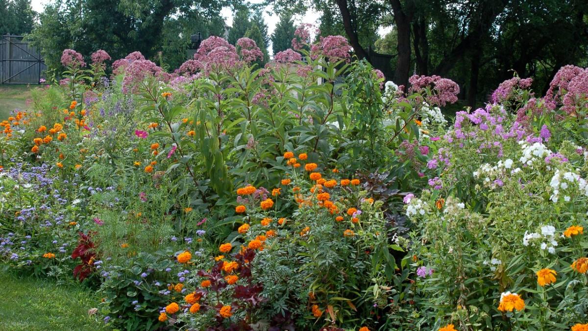How To Start A Native Plant Garden In Maryland