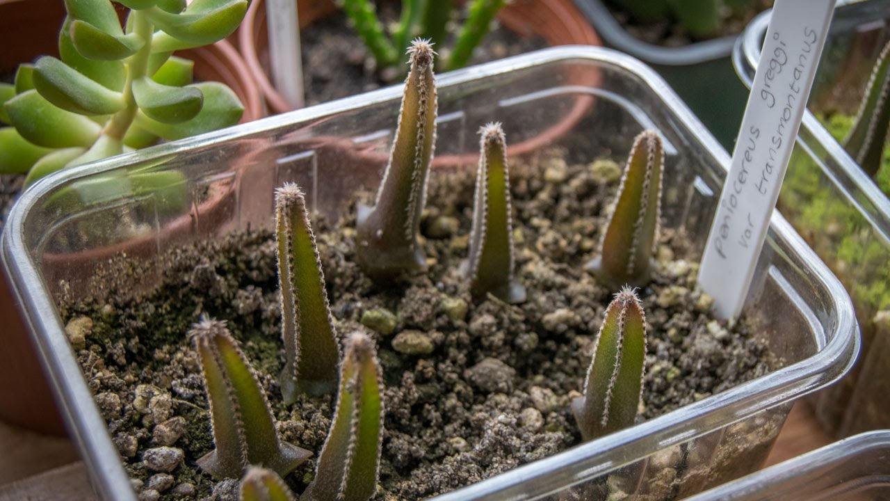 How To Start Cactus Seeds