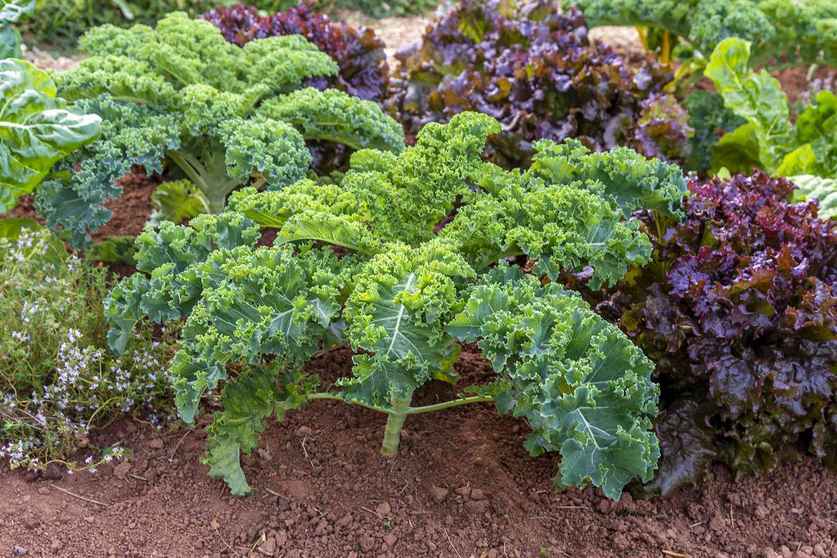 How To Start Kale Seeds
