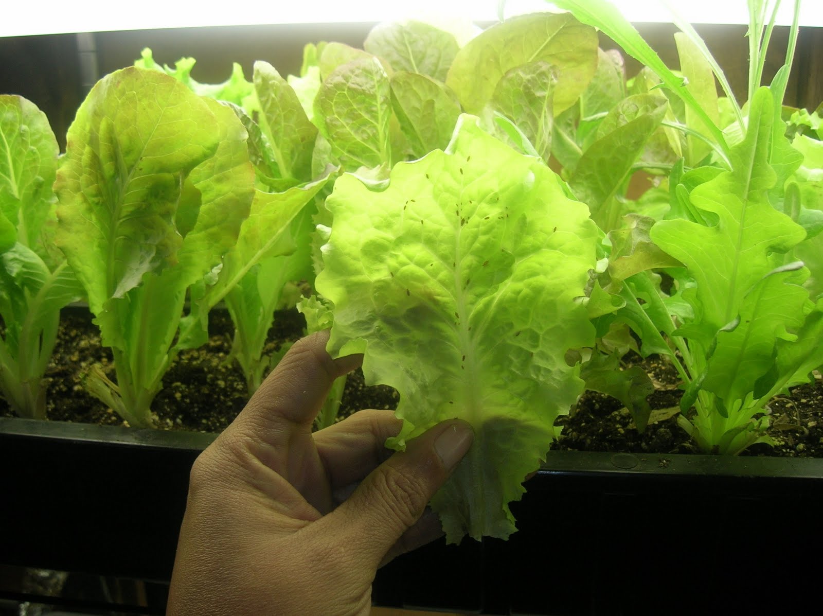 How To Start Lettuce Seeds Indoors