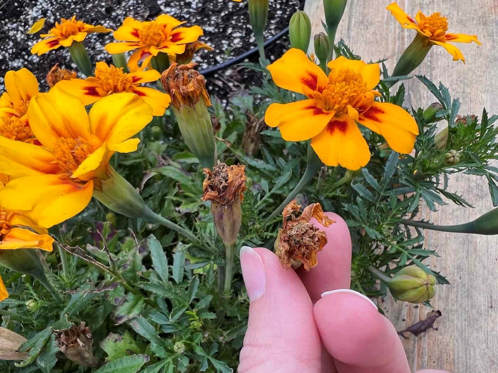How To Start Marigold Seeds