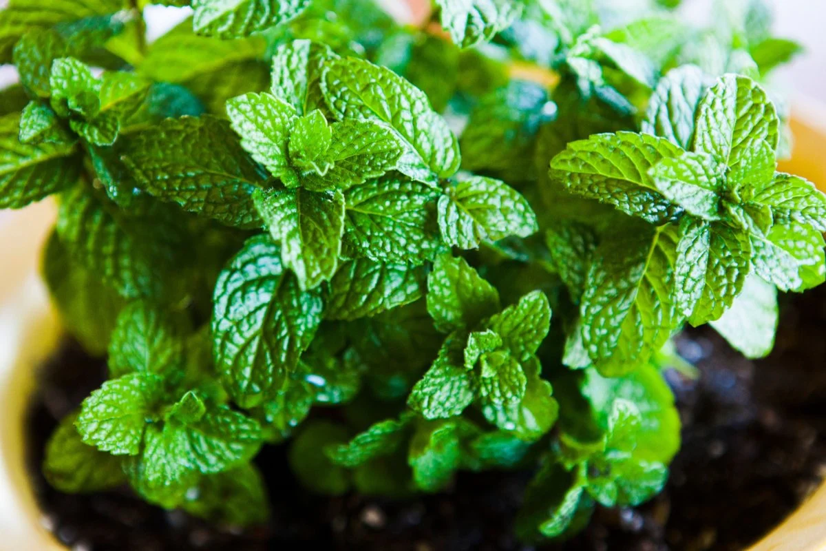 How To Start Mint Seeds