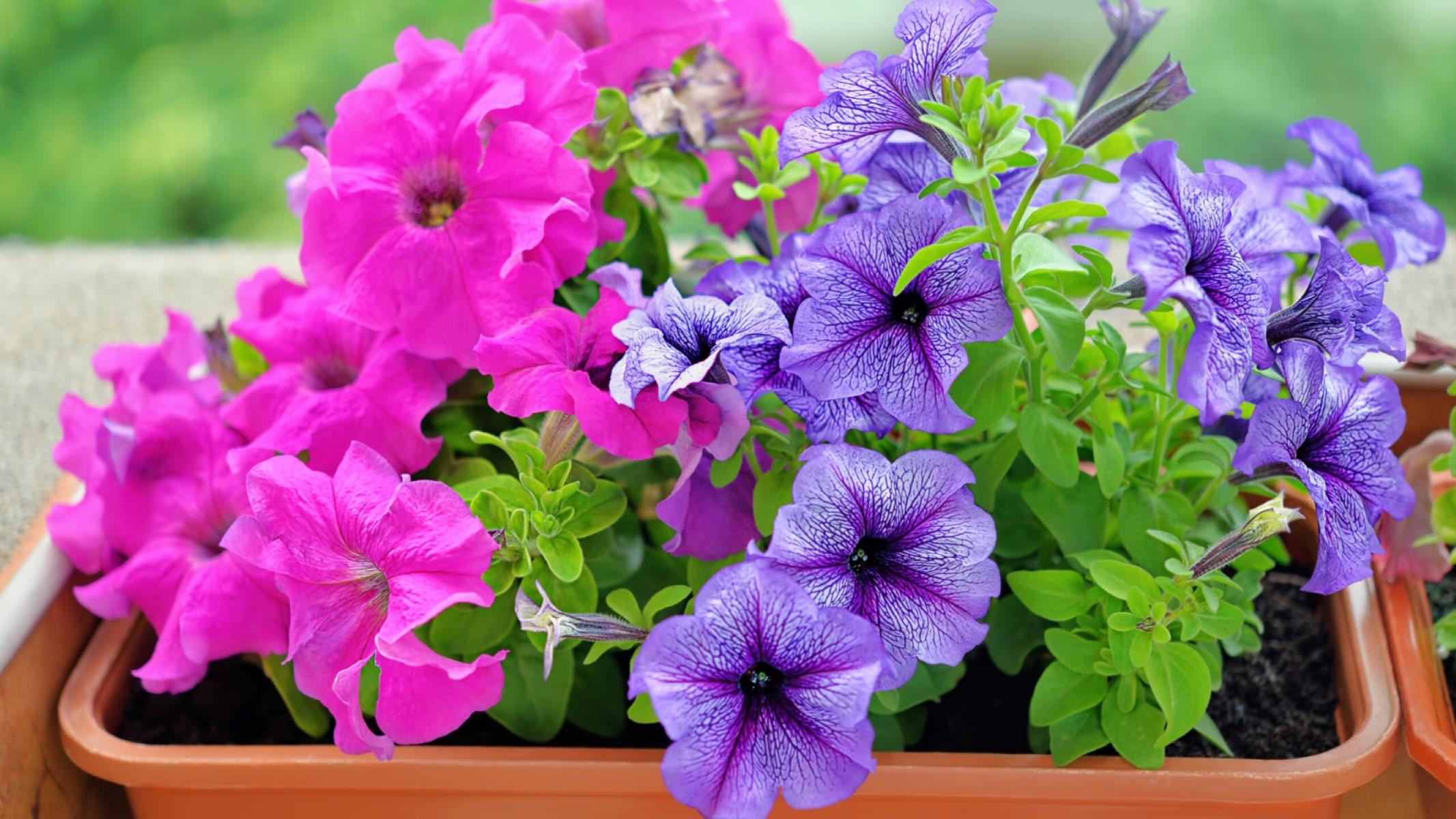 How To Start Petunia Seeds