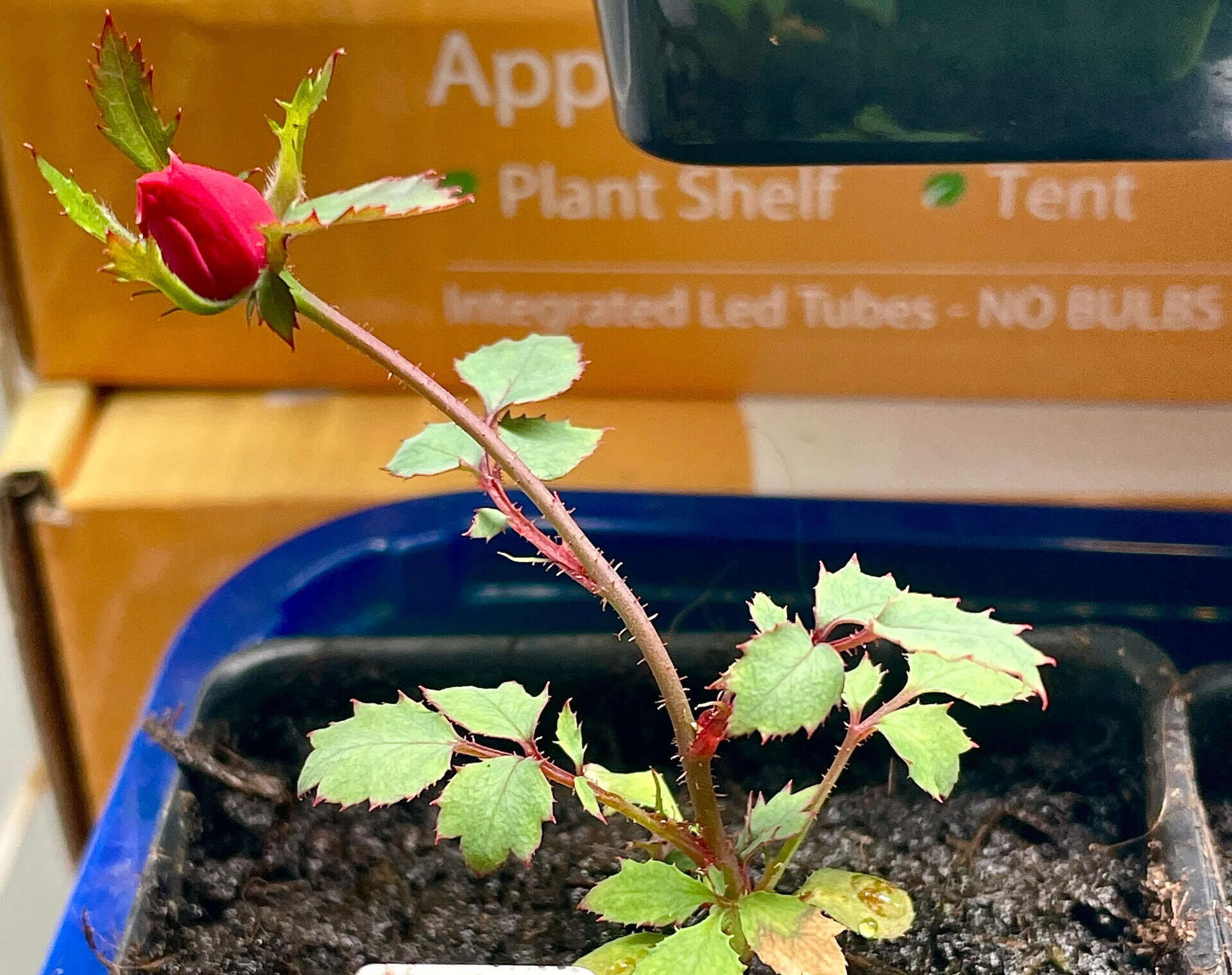 How To Start Roses From Seed