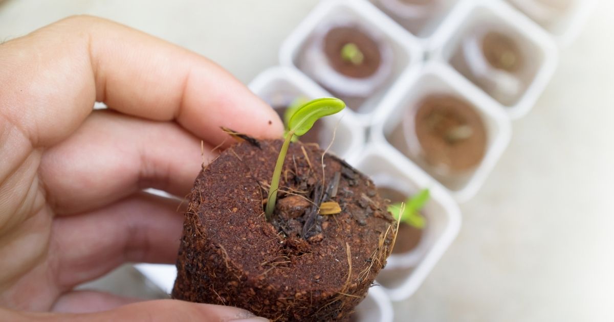 How To Start Seeds For Hydroponics