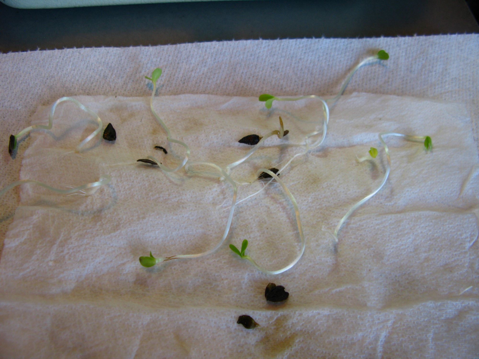 How To Start Seeds In A Paper Towel