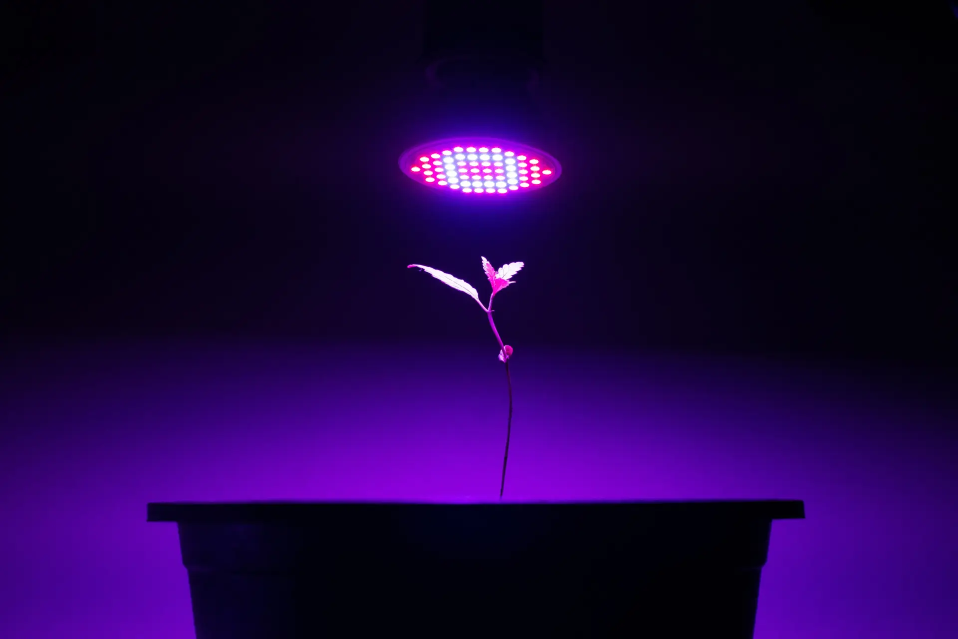 How To Start Seeds Indoors Using Growing Lights