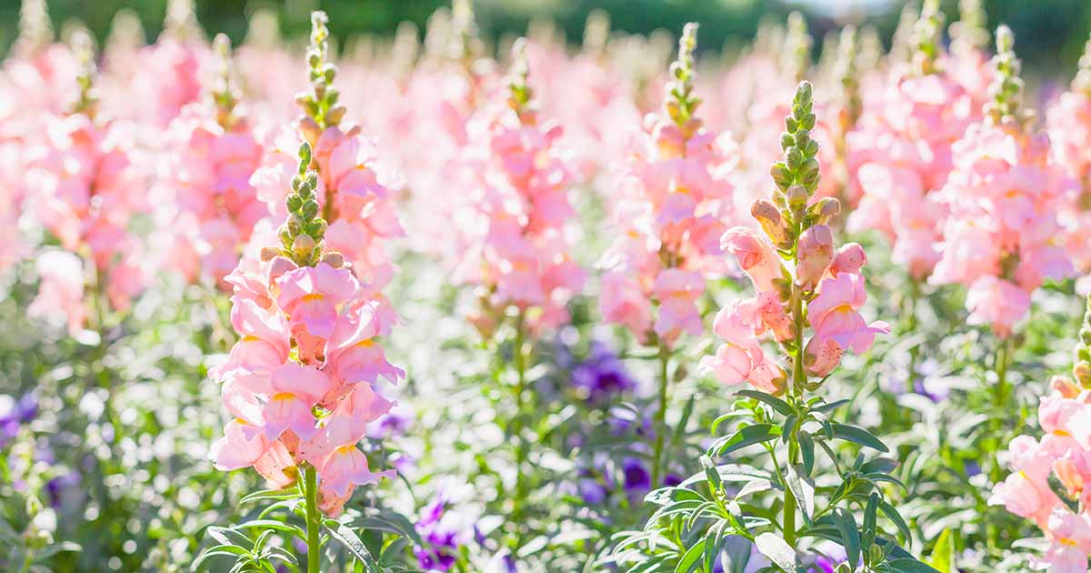 How To Start Snapdragon Seeds