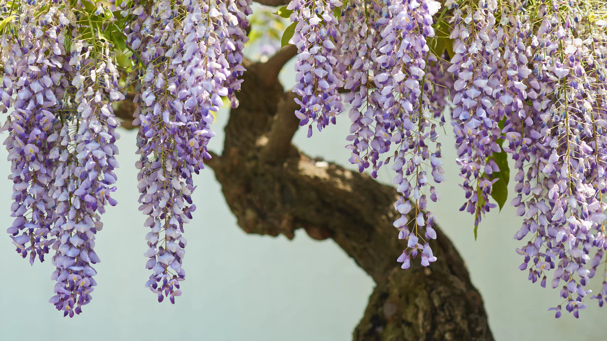 How To Start Wisteria Seeds