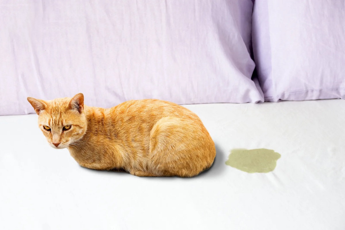 How To Stop A Cat From Peeing On The Bed