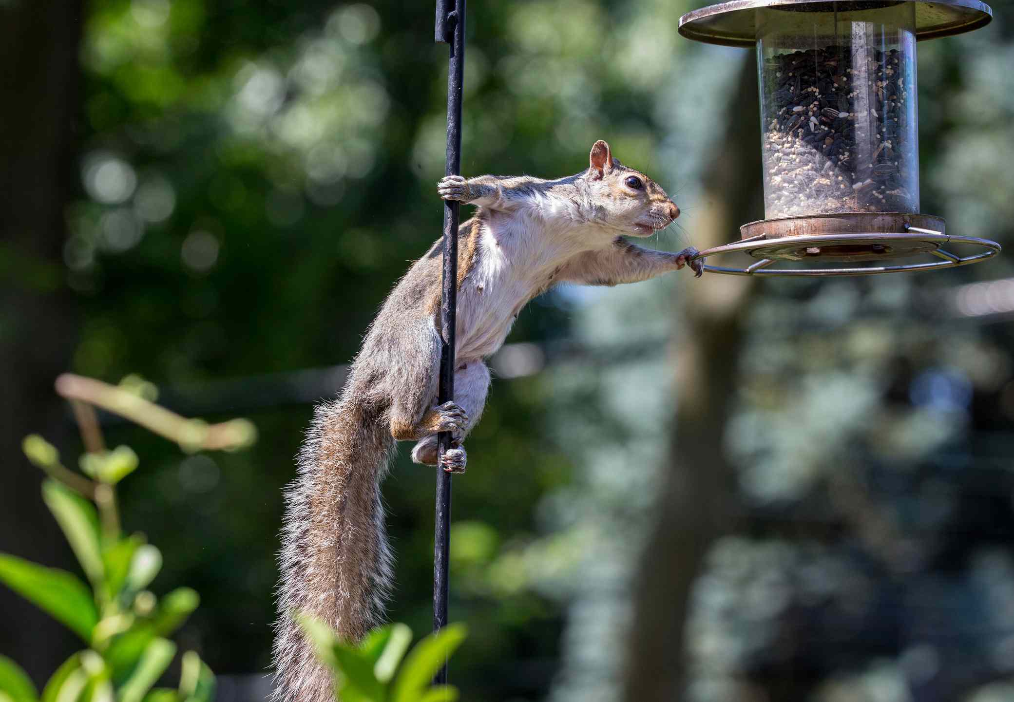 How To Stop Squirrels From Eating Bird Seed