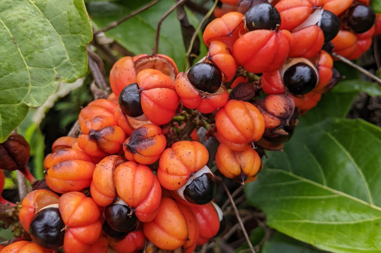 How To Survive Guarana Seeds | Storables