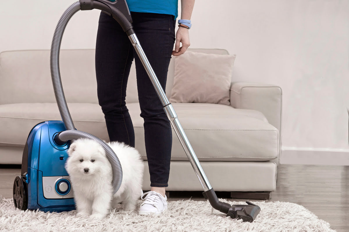 How To Take Dog Pee Smell Out Of A Carpet
