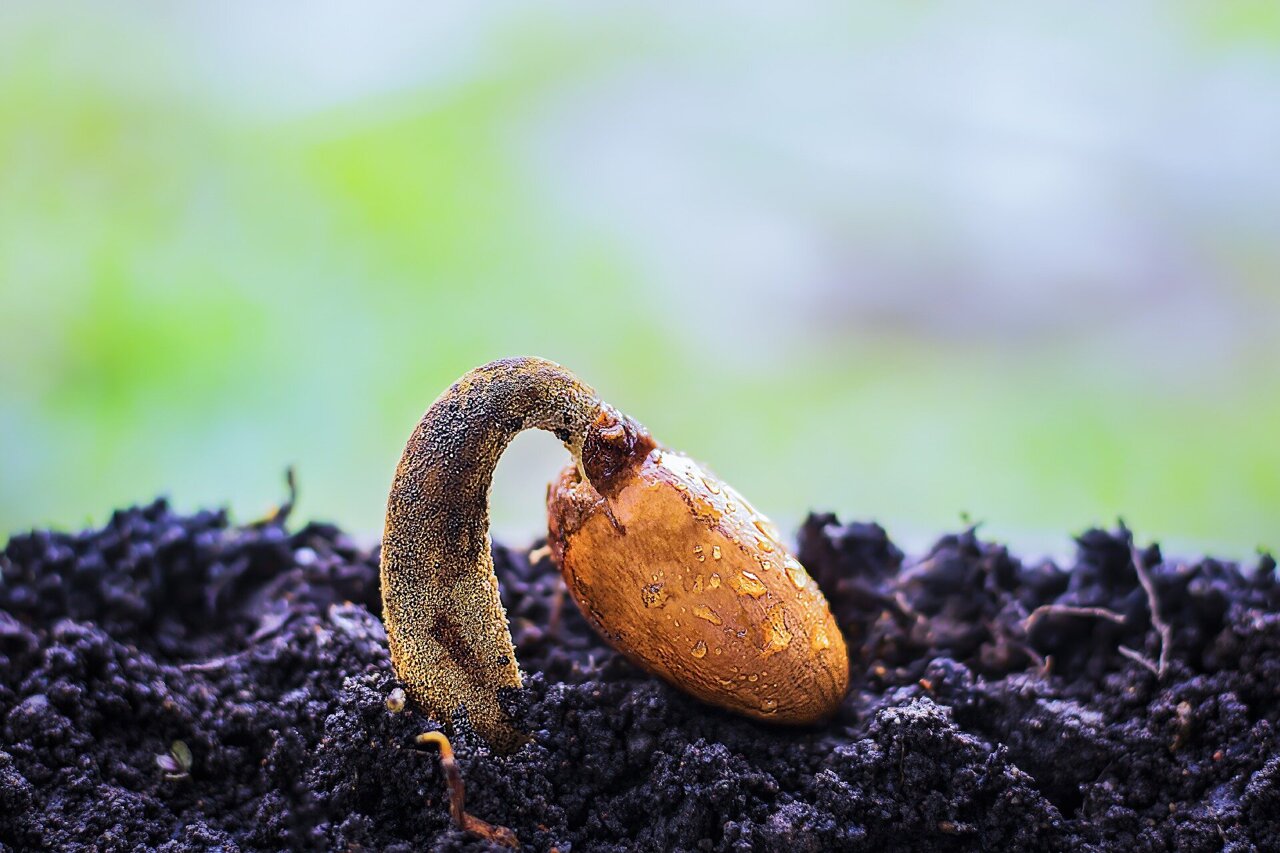 How To Tell If A Seed Has Germinated