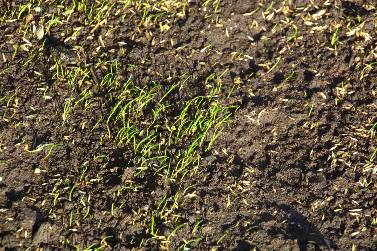 How To Tell If Grass Seed Is Dead
