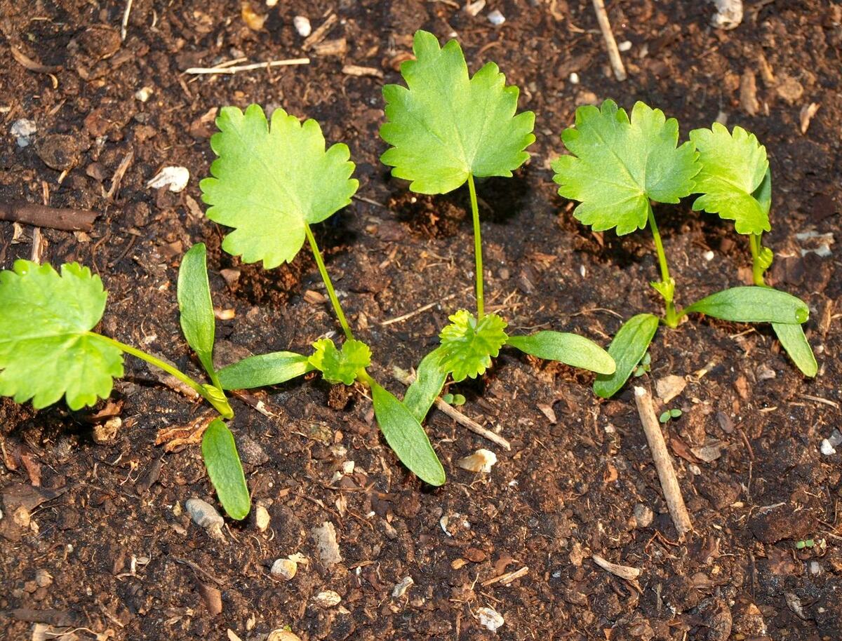 How To Tell The Difference Between Weeds And Wildflower Seedlings