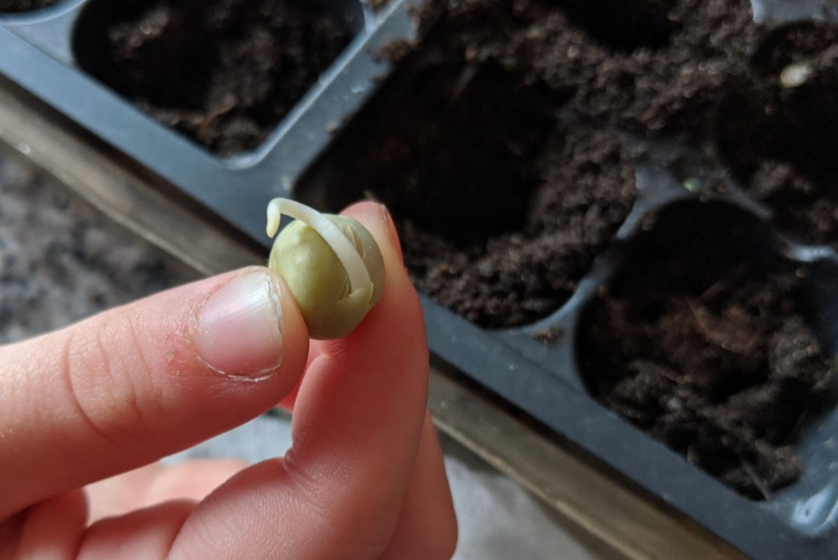 How To Transfer Germinated Seeds To Soil