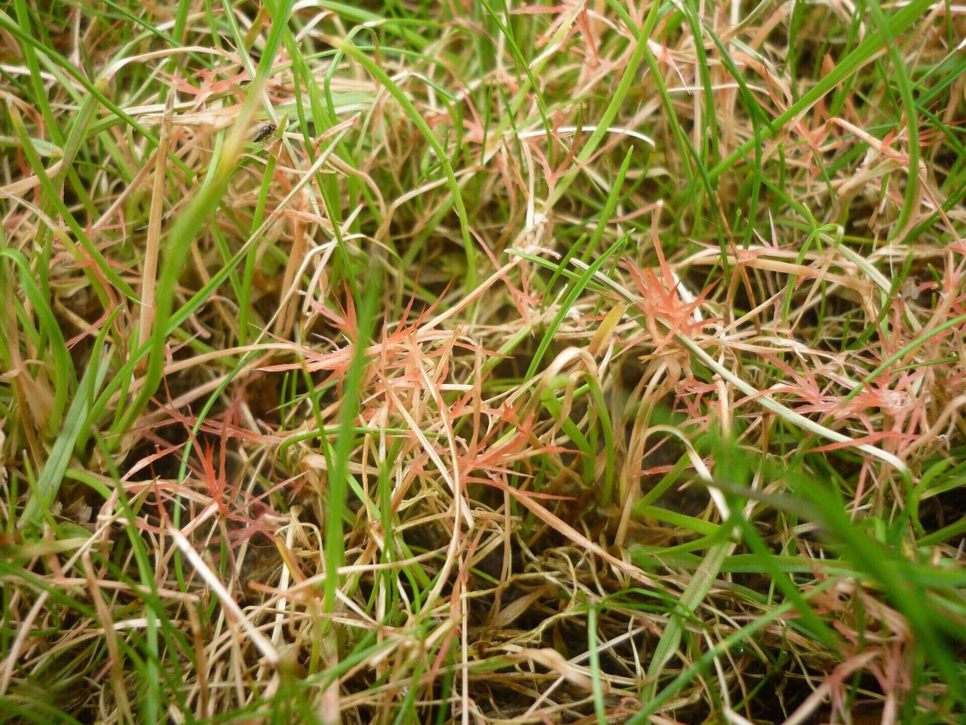 How To Treat Red Thread In Lawns
