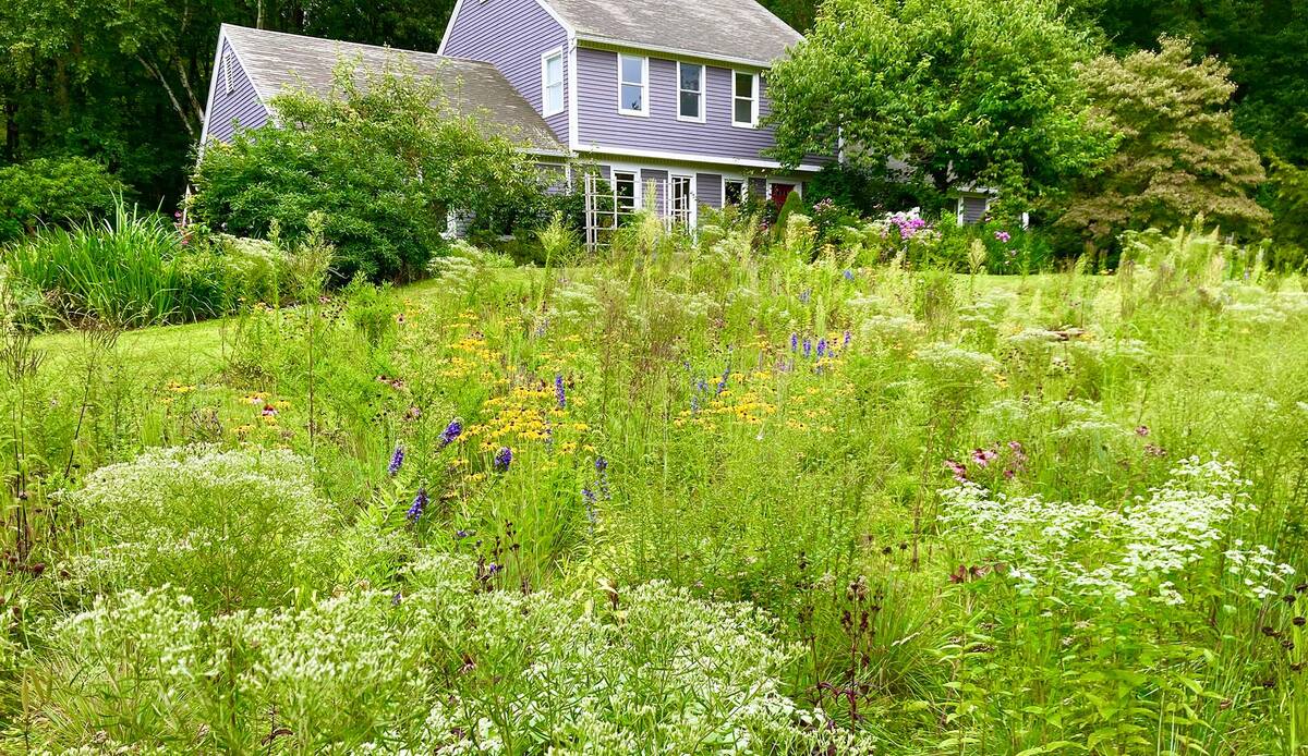 How To Turn Grass Into A Wildflower Meadow